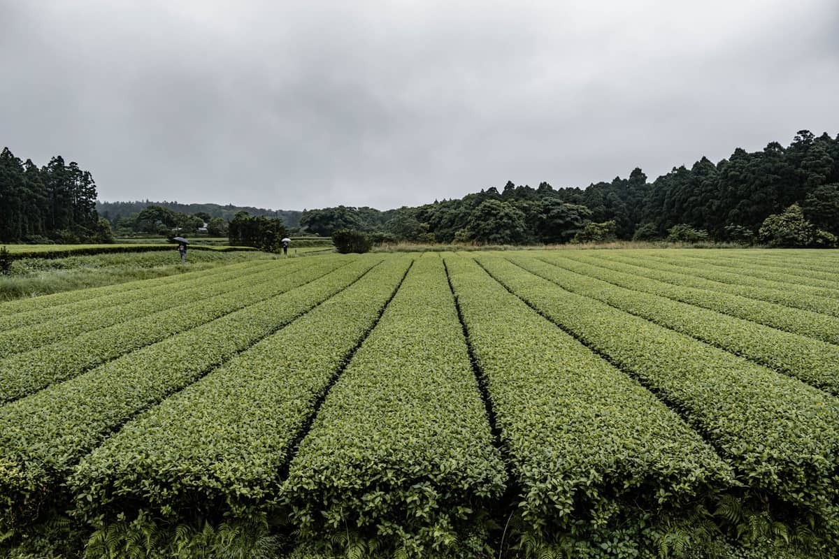 Rows of lush green tea bushes in a Japanese tea field with forested hills and cloudy sky in the background