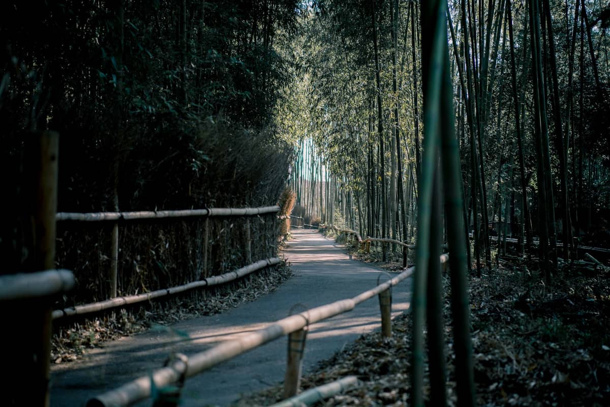 A narrow bamboo forest path lined with wooden fences, surrounded by tall green bamboo stalks in dappled light.