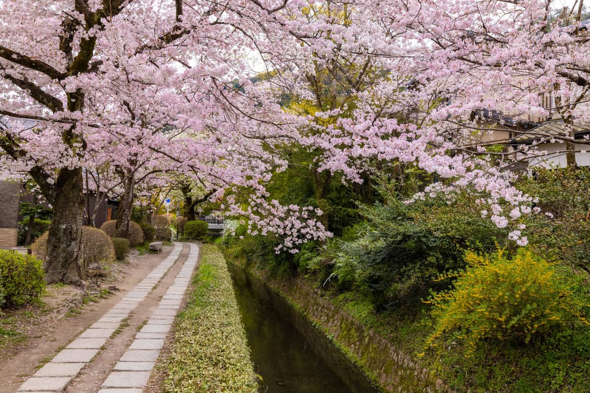 Stone path and canal lined with cherry blossom trees along the Philosopher's Path in Kyoto, Japan.