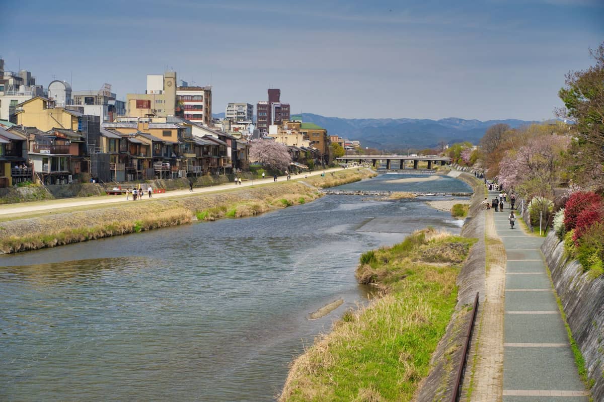 View of Kyoto's Kamo River with cherry blossoms lining the banks and cityscape in the background on a clear spring day.