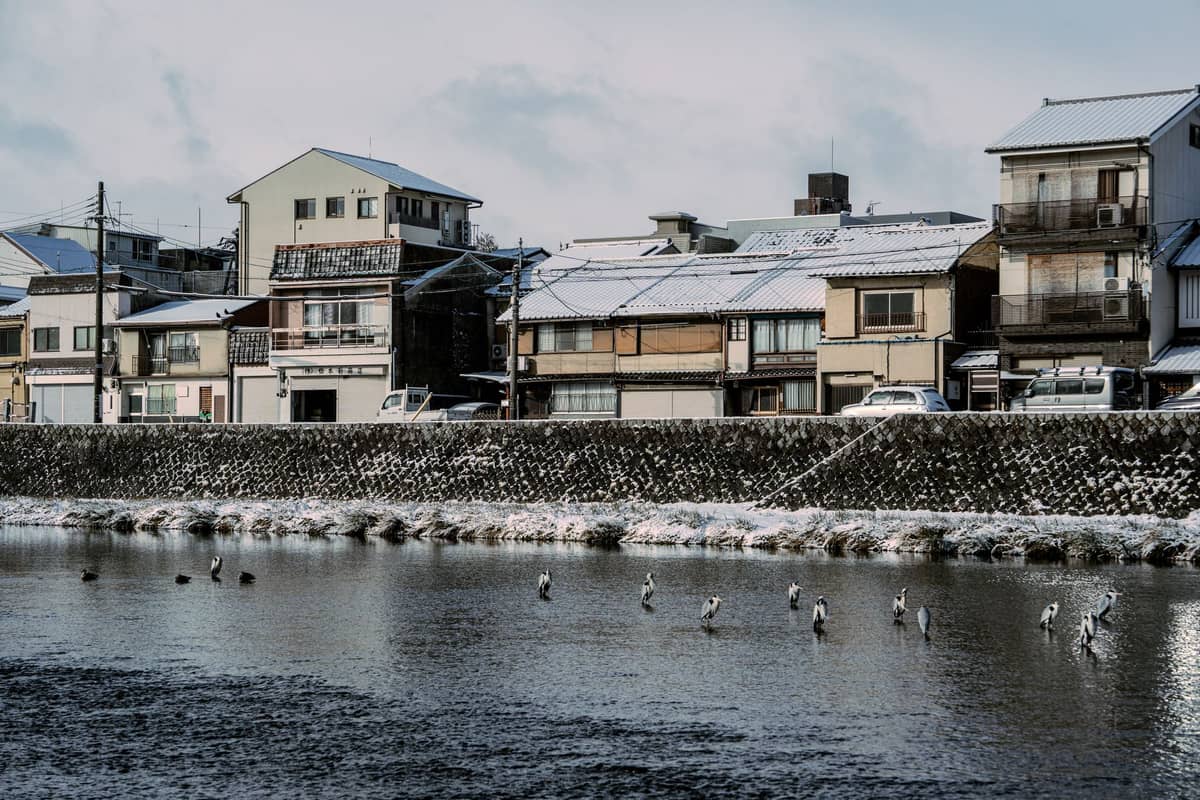 Traditional Japanese houses along a riverbank in Kyoto with a light layer of snow on rooftops and birds standing in the water.