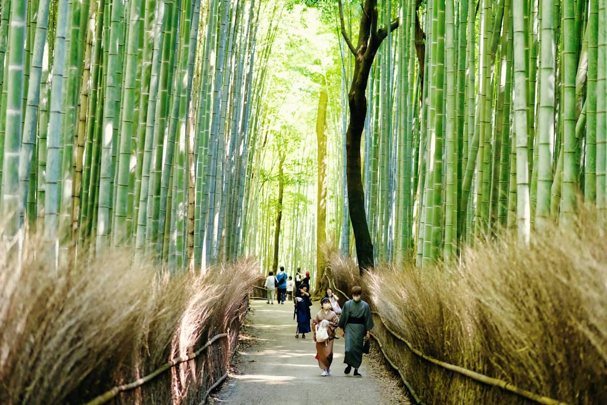 Families and children strolling through Kyoto’s famous Arashiyama bamboo grove on a sunny day, surrounded by tall bamboo stalks.