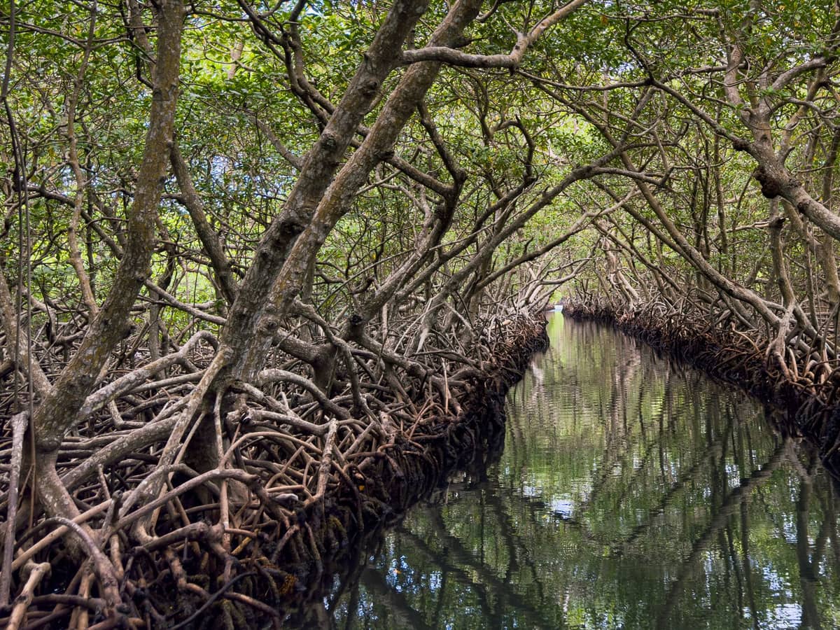 A dense mangrove channel with arching roots over calm water, evoking the tranquil waterways of La Boquilla near Cartagena.