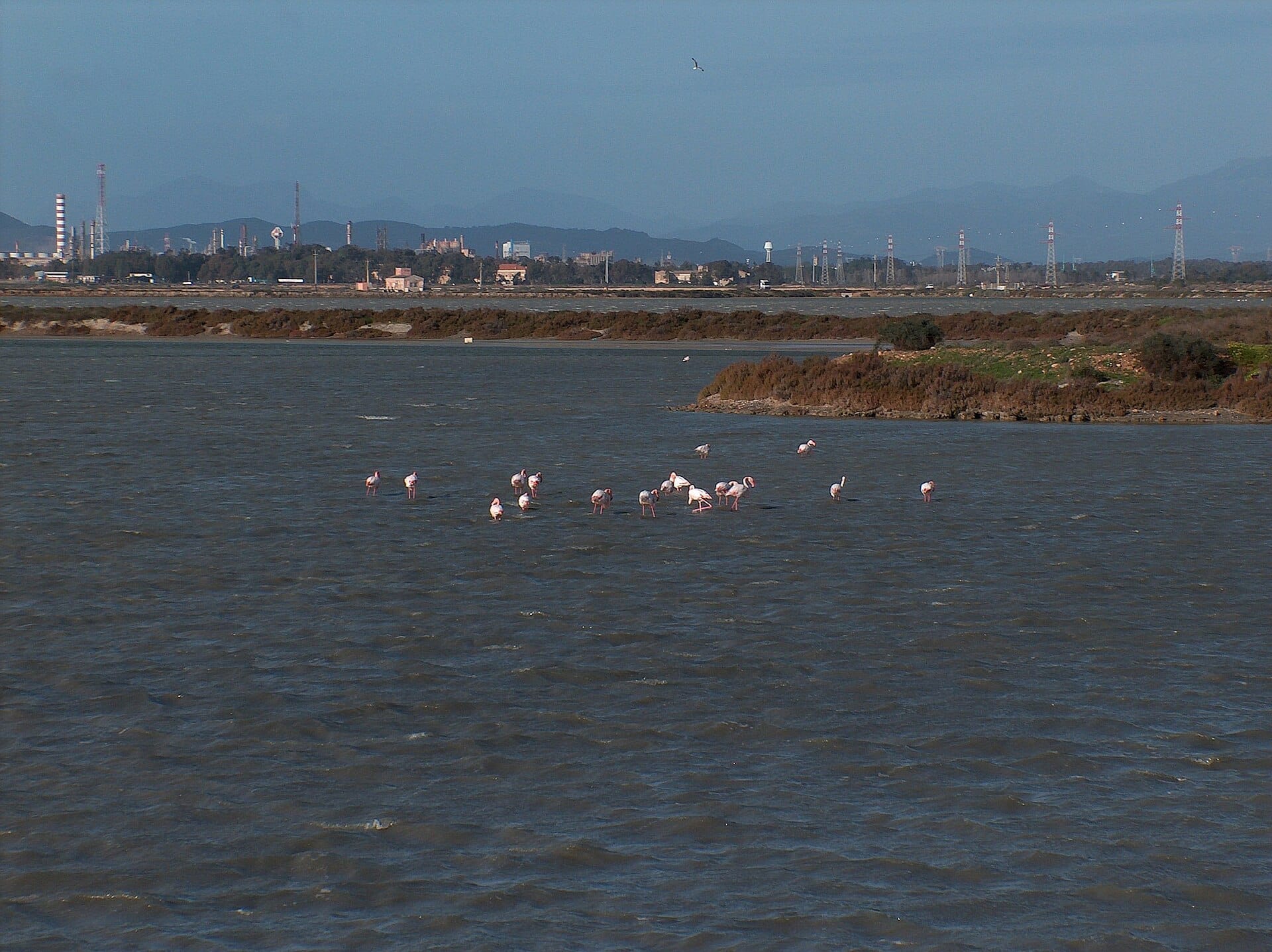 Eine Gruppe Flamingos watet in der Laguna di Santa Gilla, im Hintergrund sind Industriegebäude und Berge zu sehen.