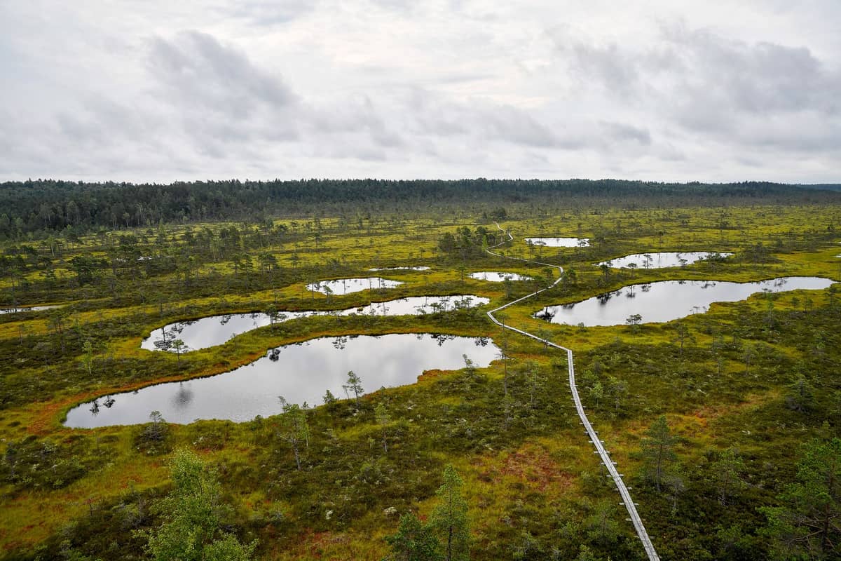 Luftaufnahme der Moorlandschaft im Lahemaa-Nationalpark mit geschwungenen Bohlenwegen und mehreren kleinen Seen, umgeben von Wald unter bewölktem Himmel.