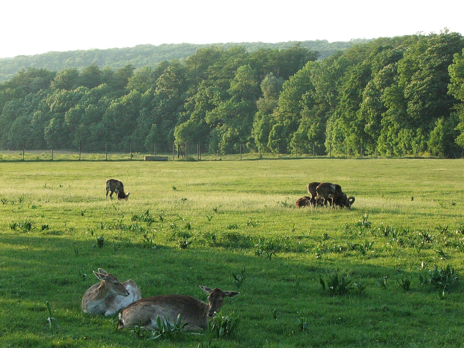 Mehrere Hirsche ruhen und grasen auf einer üppigen grünen Wiese im Lainzer Tiergarten, Wien, mit dichtem Wald im Hintergrund bei sanftem Tageslicht.