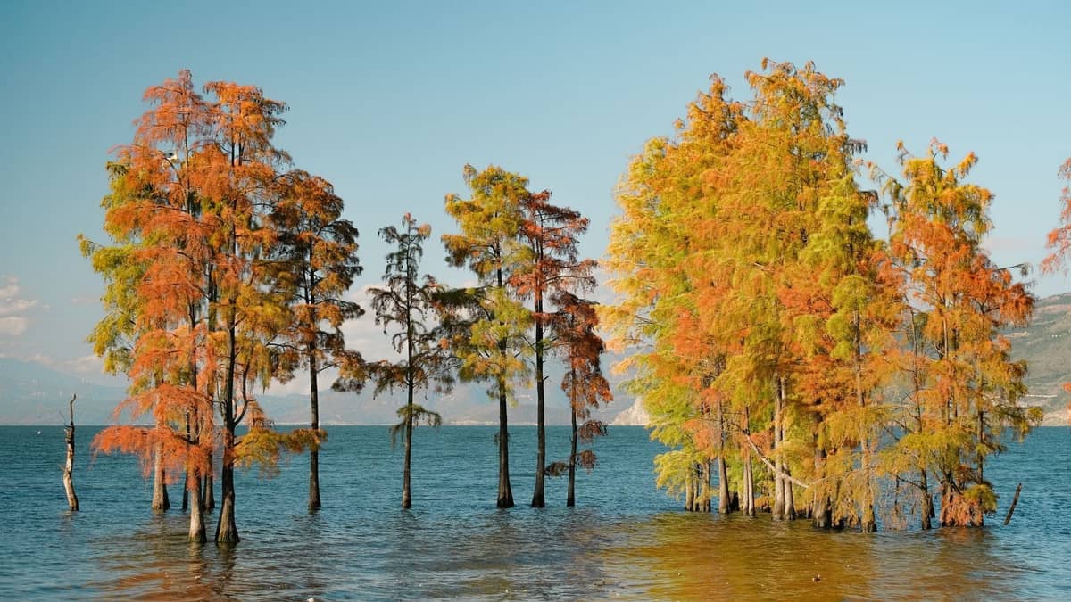 Herbstlich gefärbte Bäume am Ufer des Lago Chapala mit klarem blauem Himmel und fernen Hügeln.