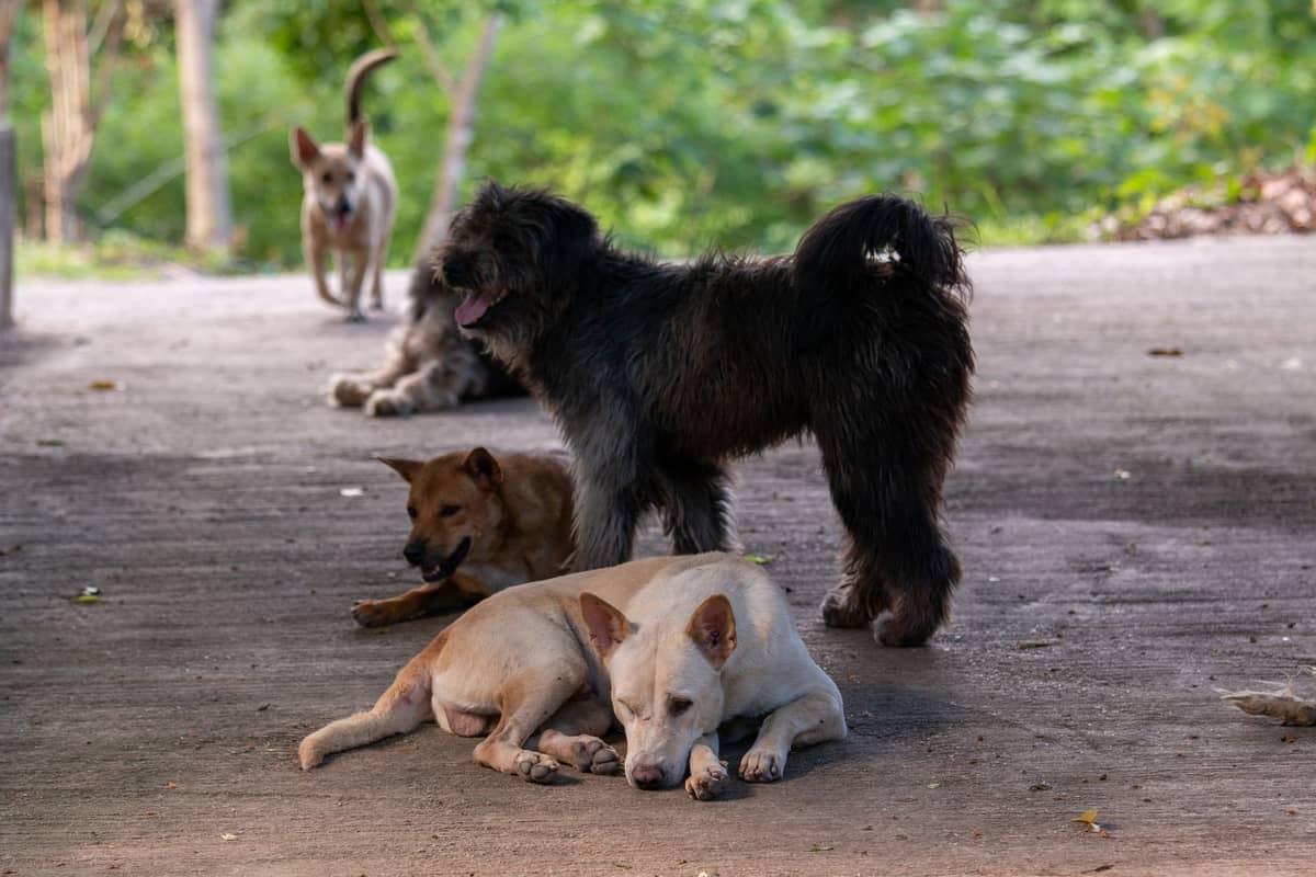 Diversi cani salvati riposano e si mescolano sul cemento ombreggiato del Lanta Animal Welfare, con una rigogliosa vegetazione sullo sfondo.