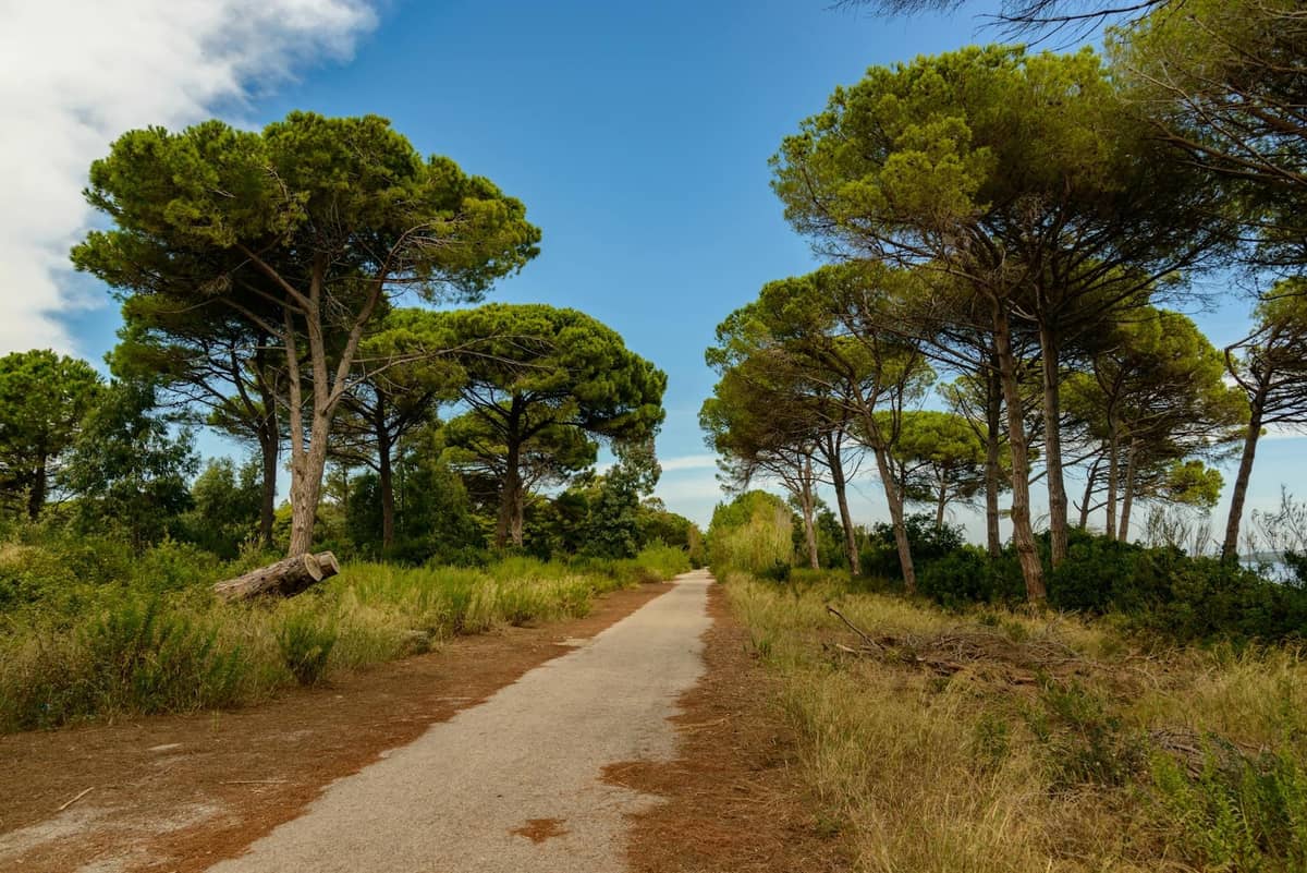 Sonniger Weg gesäumt von mediterranen Pinien, blauer Himmel und natürliches Grün, erinnert an Waldpfade auf der Insel Sainte-Marguerite.