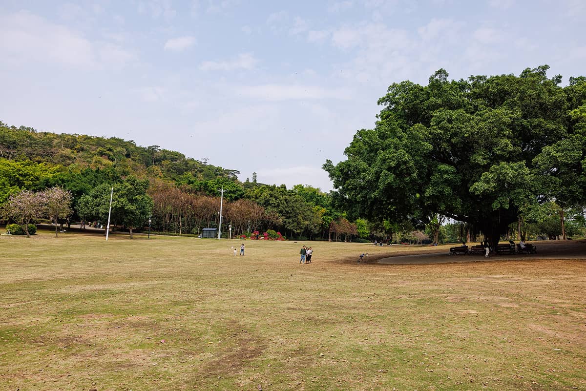 Vista ampla do gramado central do Parque Lianhuashan com pessoas espalhadas, uma grande árvore de copa larga à direita e colinas arborizadas ao fundo sob um céu claro.