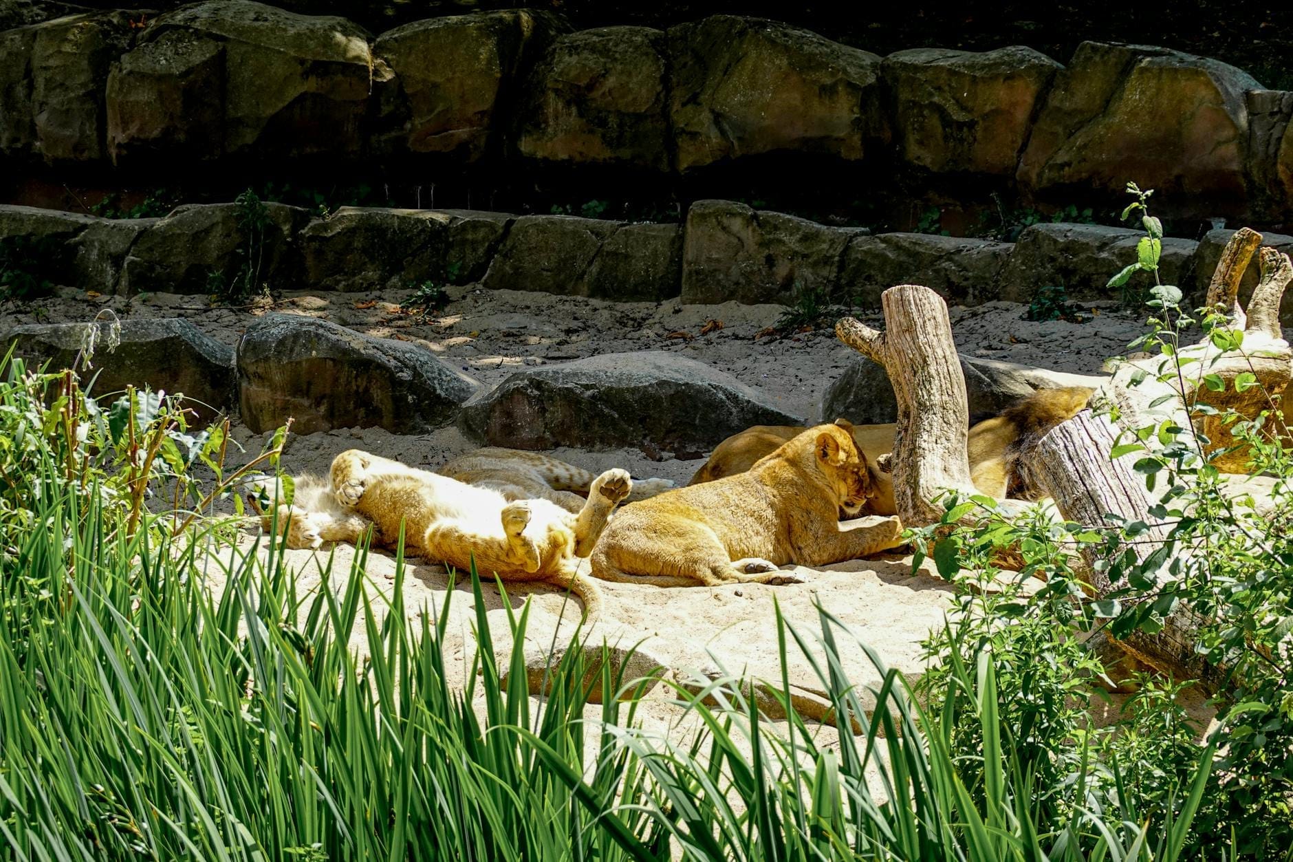 Tre leoni che riposano in un recinto naturalistico in una giornata di sole, circondati da rocce, tronchi e vegetazione rigogliosa.