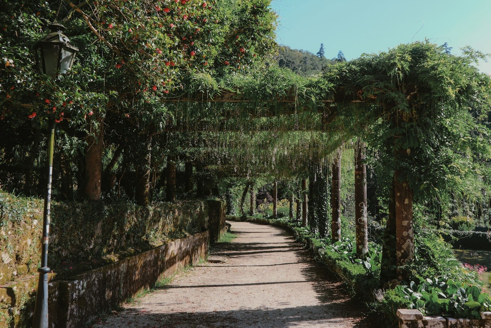Allée de jardin ombragée avec une végétation luxuriante et des vignes fleuries en hauteur, créant un cadre romantique et paisible pour une promenade en amoureux.