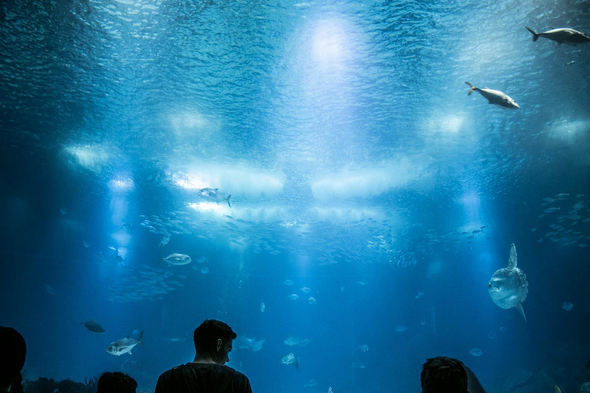 Vista dall'interno di un acquario con visitatori in controluce che osservano vari pesci nuotare in una grande vasca centrale illuminata.