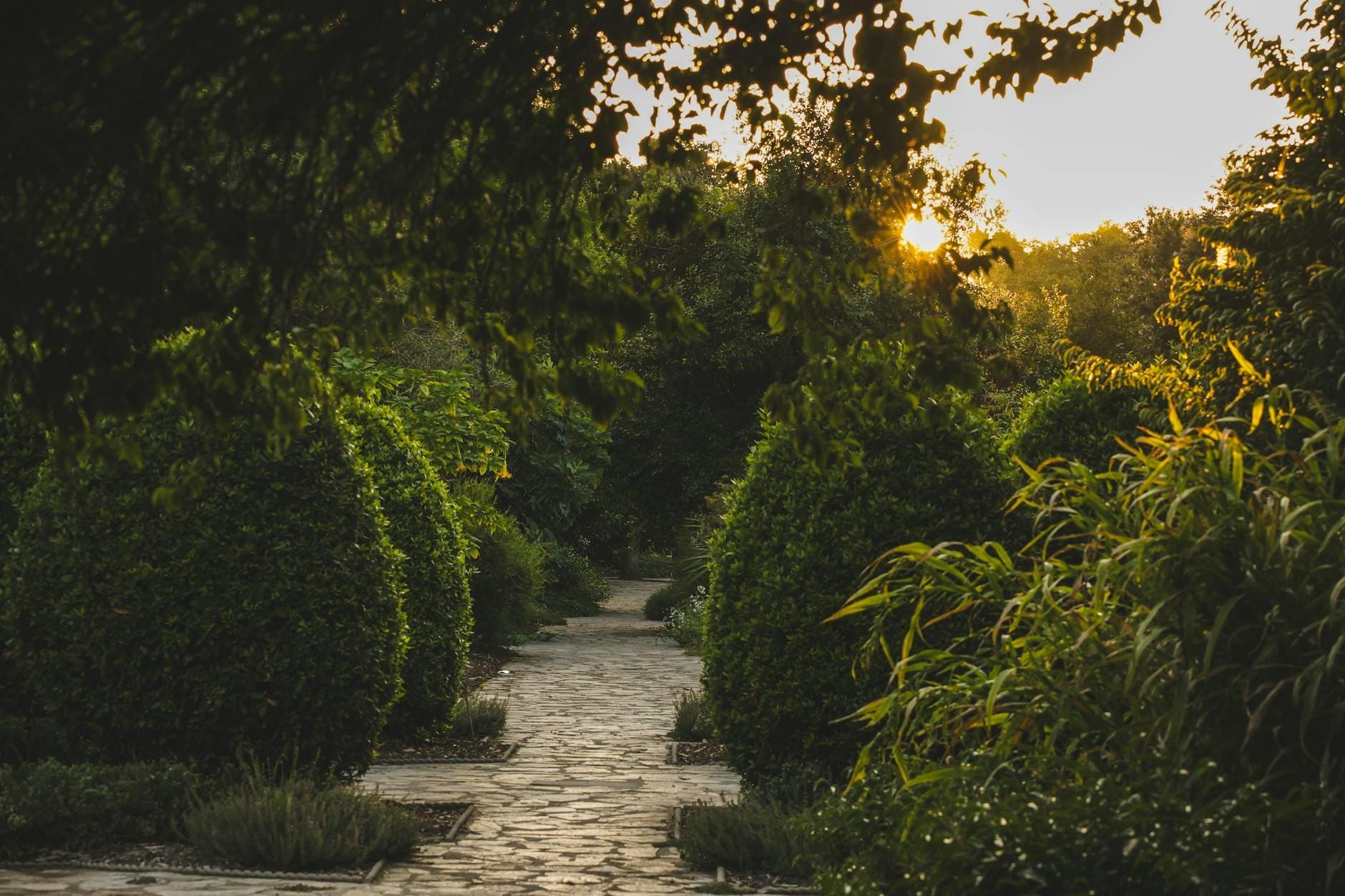 Sendero de piedra que serpentea entre frondosos arbustos y árboles en un tranquilo jardín botánico al atardecer.