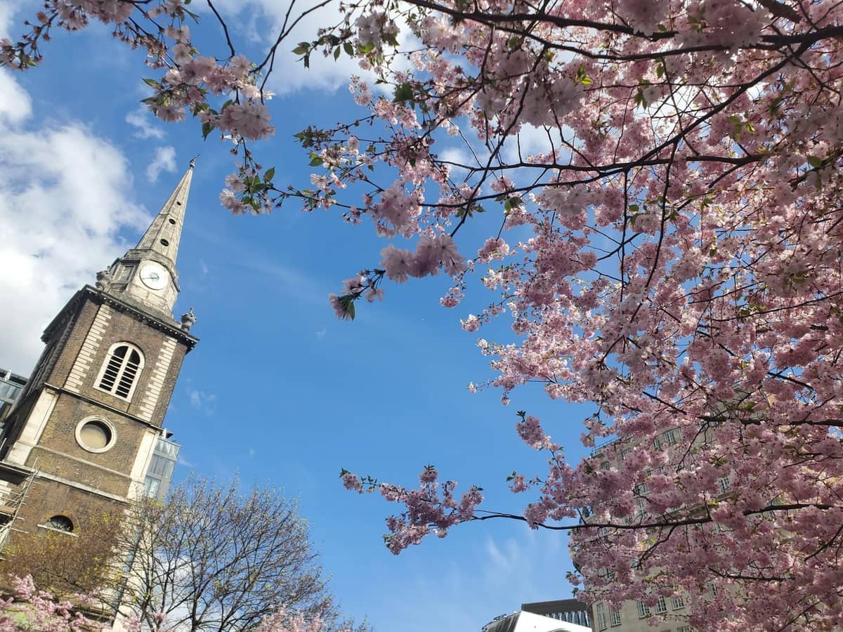 Cerejeiras em flor emolduram uma igreja de Londres e um céu azul, evocando uma atmosfera tranquila de jardim escondido.