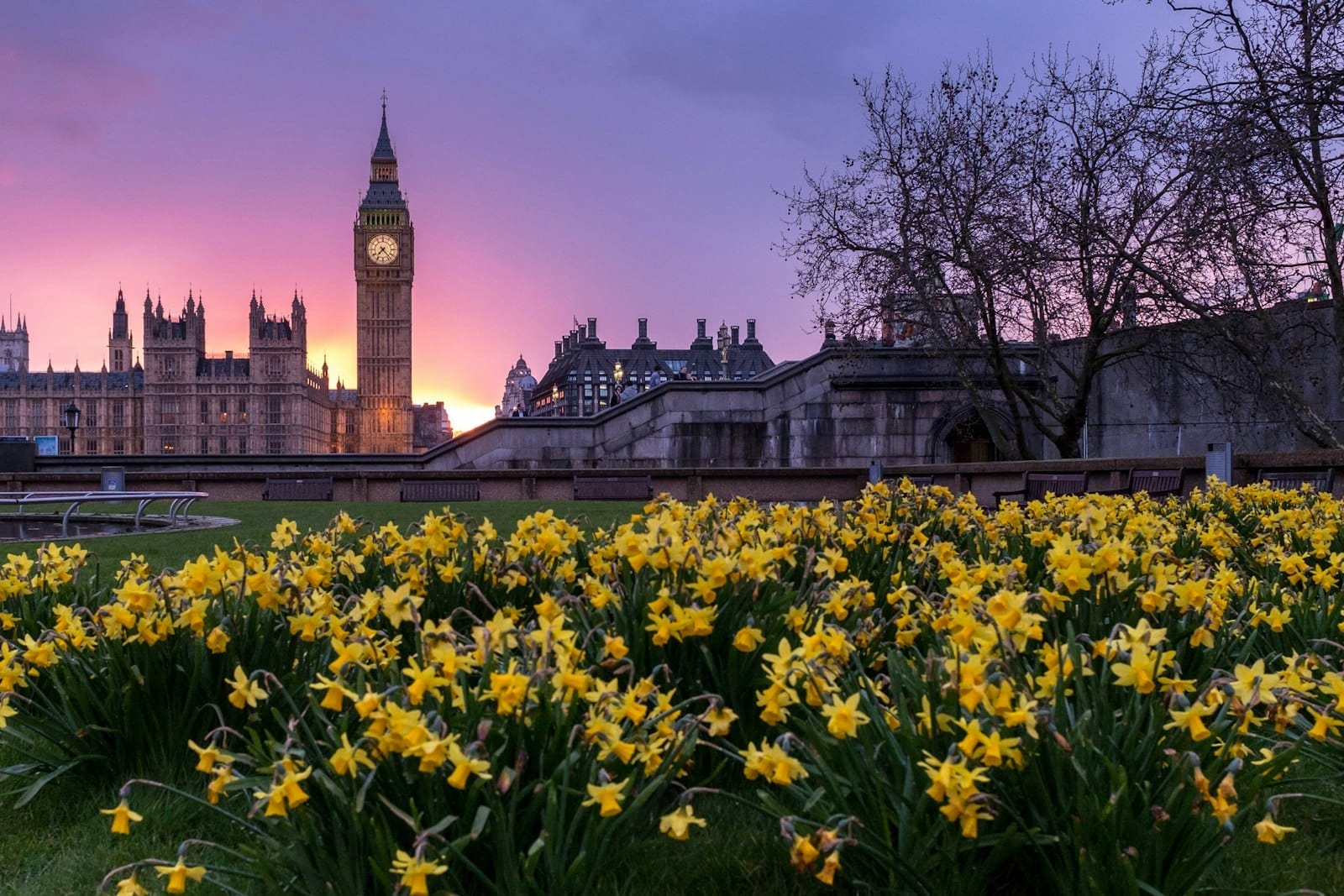 Big Ben e o Palácio de Westminster ao pôr do sol, com narcisos amarelos em flor em primeiro plano e um dramático céu roxo acima.