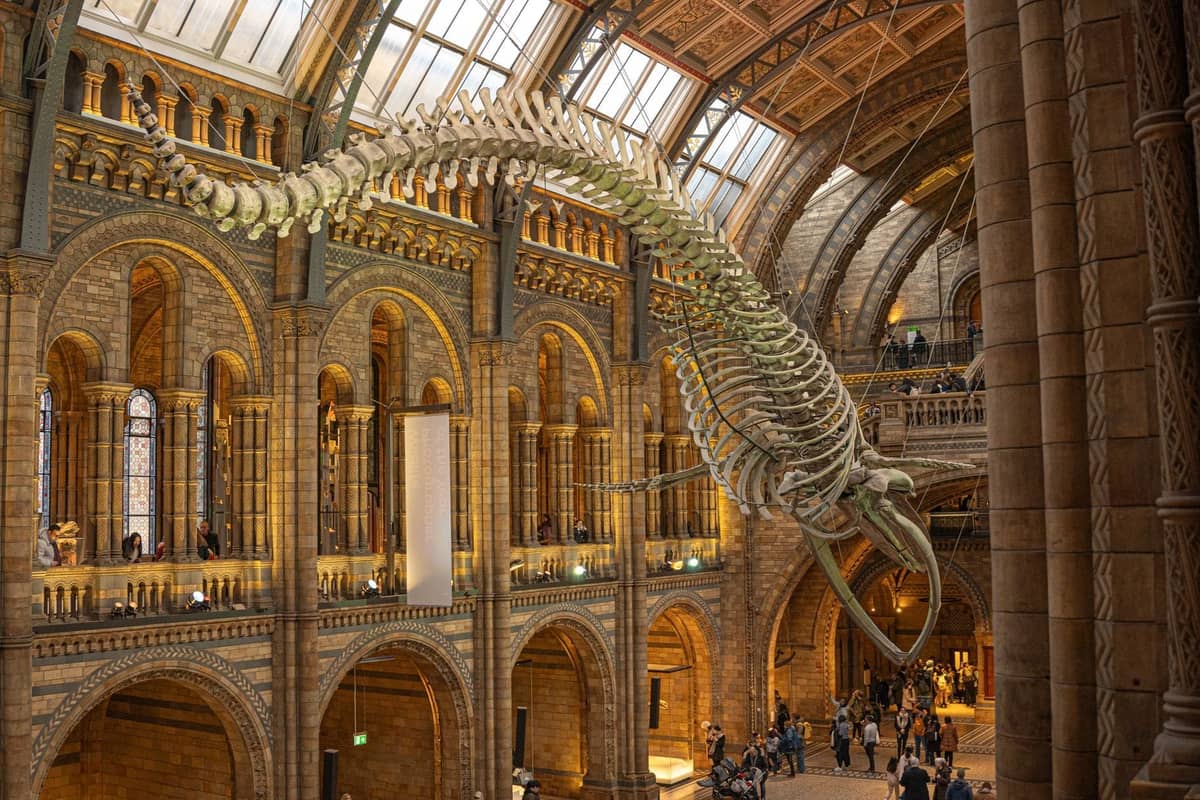 Grande salão do Natural History Museum de Londres com um esqueleto de baleia-azul suspenso e pessoas explorando a galeria abaixo.