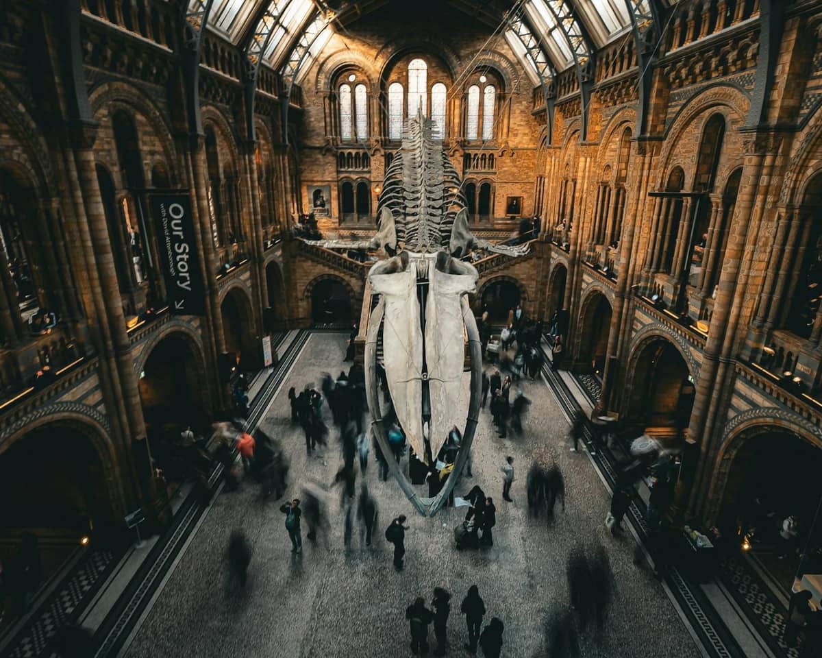Um grande salão no Natural History Museum de Londres com um esqueleto completo de baleia-azul em exposição e visitantes caminhando abaixo.
