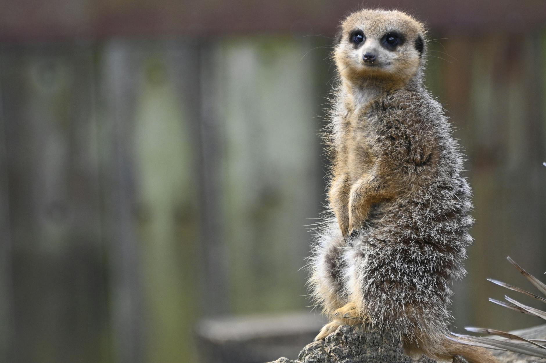Un suricato curioso sta in guardia su una roccia con lo sfondo sfocato dello zoo, catturando tutto il fascino della ZSL London Zoo.