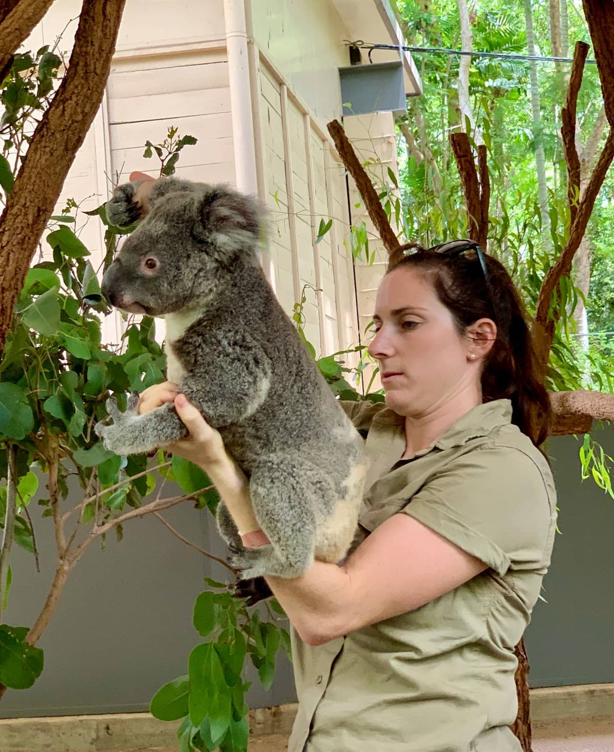 Tierpfleger hält ein Koala im Lone Pine Koala Sanctuary, mit belaubten Bäumen und einem cremefarbenen Gebäude im Hintergrund.