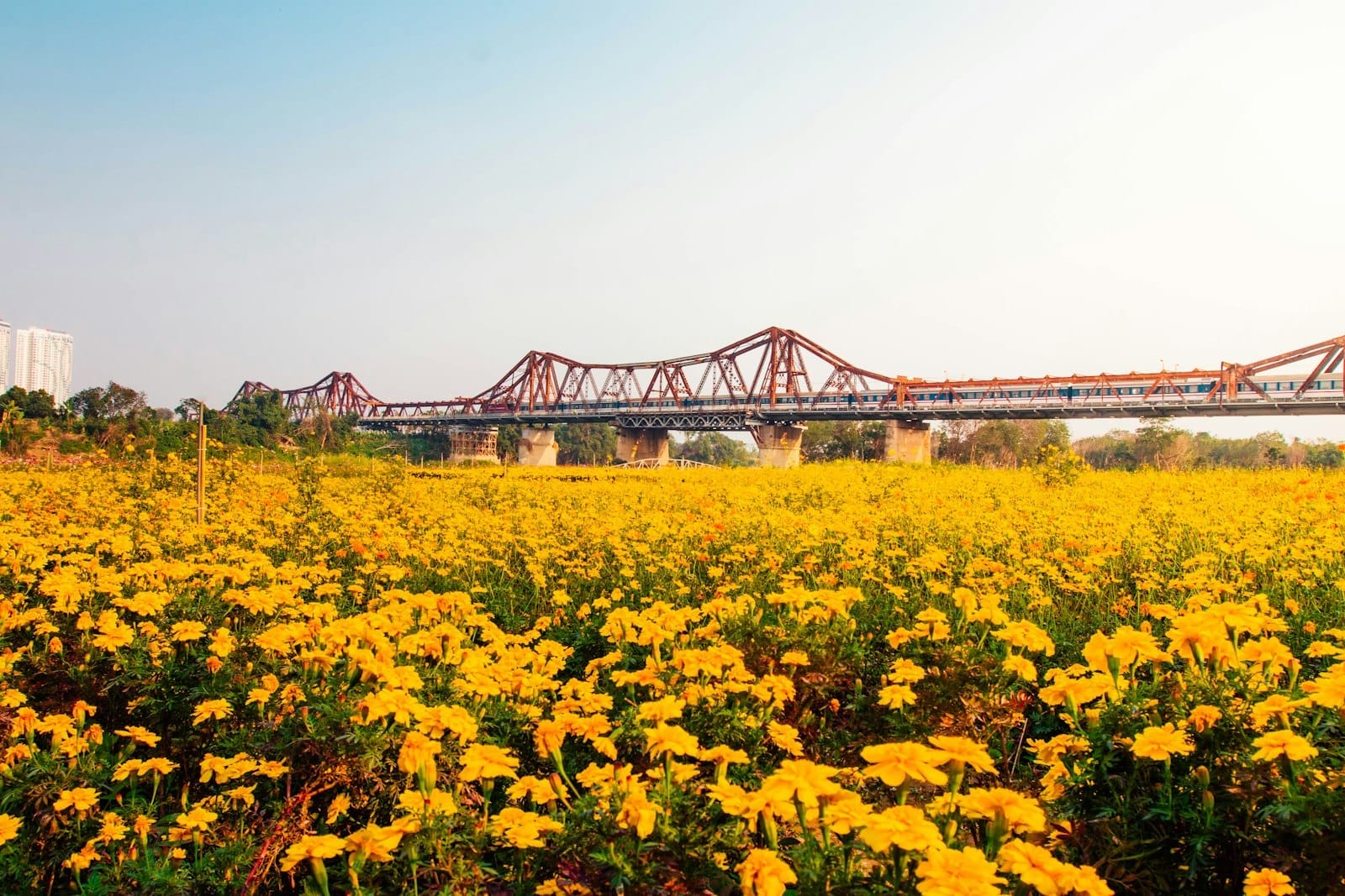 Long Bien Bridge stretches across the Red River with a train passing over it, framed by a vibrant yellow flower field under a clear blue sky.