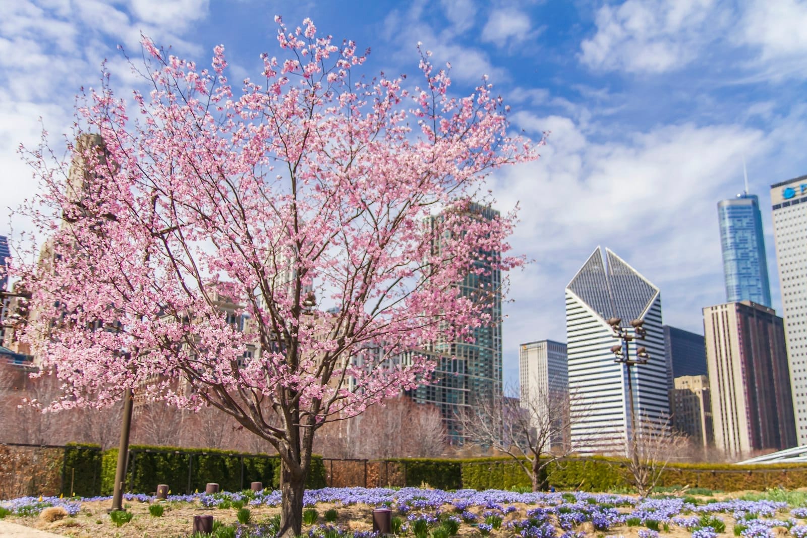 Albero in fiore rosa nel Lurie Garden, circondato da fiori primaverili, con i famosi grattacieli di Chicago e un cielo azzurro sullo sfondo.