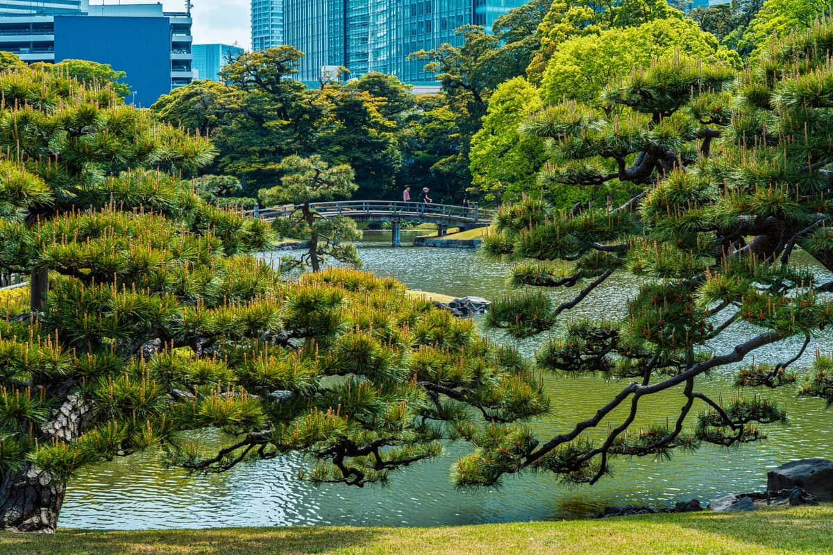 Japanese garden with manicured pine trees, pond, stone bridge, and Tokyo skyscrapers visible in the background.