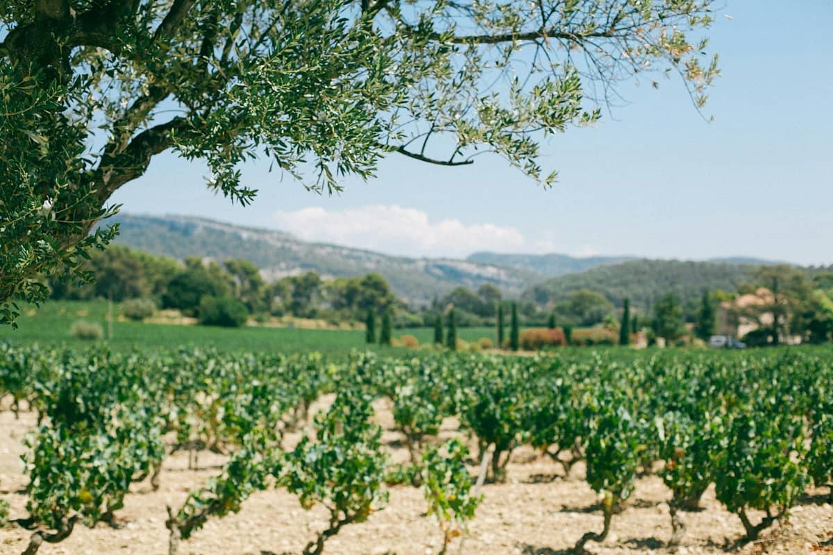 Weinberg auf Mallorca mit Reihen von Weinreben, mediterraner Landschaft, Baum im Vordergrund und fernen Bergen unter klarem blauem Himmel.