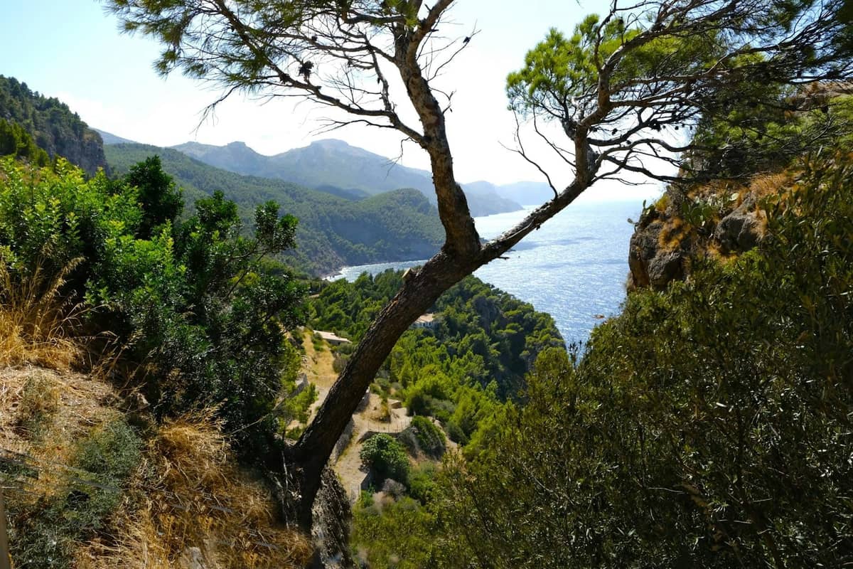 Vista attraverso i pini verso una costa frastagliata e il Mar Mediterraneo lungo la costa occidentale di Maiorca, con ripide colline e una strada tortuosa in basso.