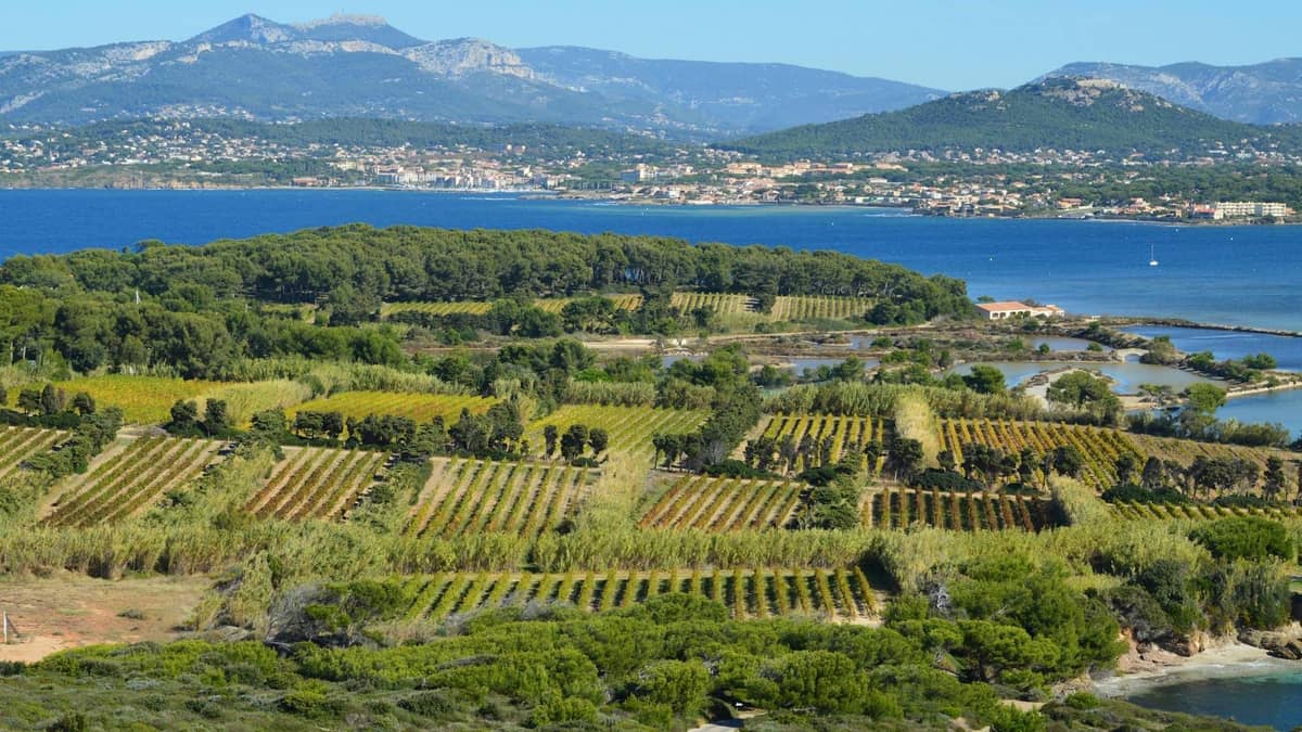 Widok z lotu ptaka na winnice w pobliżu wody z górami w tle, przywołujący nadmorskie regiony winiarskie Mallorca.