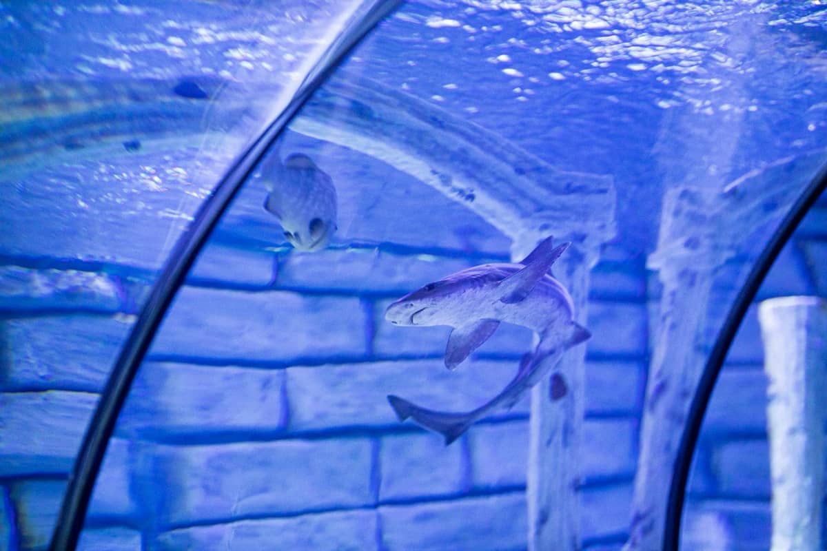 Pating at isda na lumalangoy sa isang tunnel aquarium na may asul na ilaw at mga dingding na parang bato.