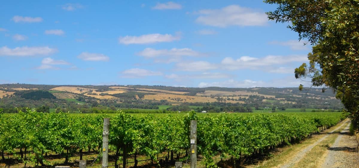แถวของเถาวัลย์องุ่นสีเขียวทอดยาวในเบื้องหน้าของ McLaren Vale ภายใต้ท้องฟ้าสีฟ้าสดใสที่มีเมฆกระจายและเนินเขาลูกคลื่นในระยะไกล