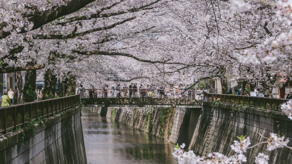Cherry blossom trees arching over the Meguro River with a pedestrian bridge and people enjoying the riverside walk in Nakameguro, Tokyo.
