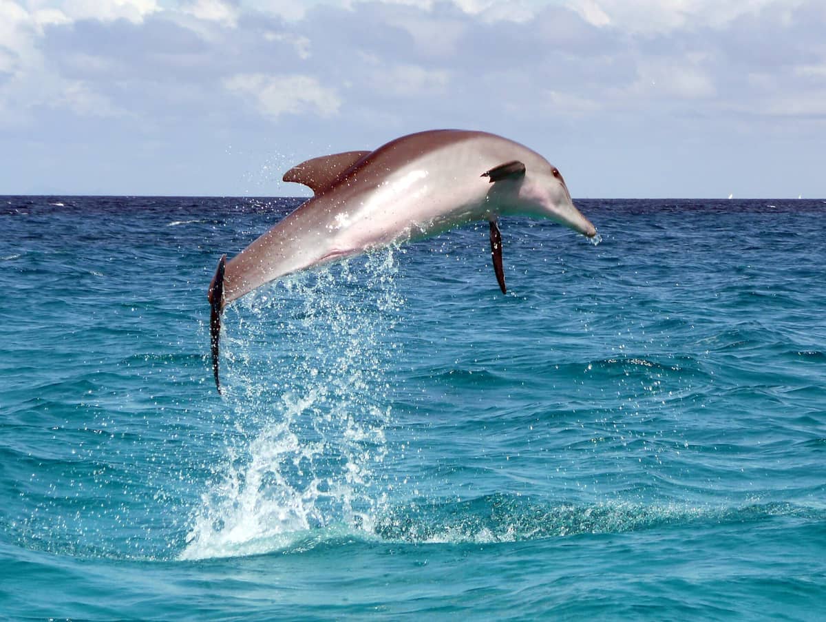 Delfin wyskakuje nad turkusowymi wodami Menai Bay Conservation Area pod częściowo zachmurzonym niebem, ukazując morskie siedlisko Zanzibaru.