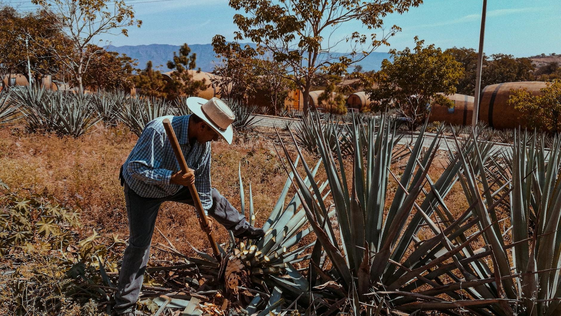Um mezcalero colhendo plantas de agave em um campo com montanhas e árvores ao fundo, mostrando o processo de fabricação do mezcal.