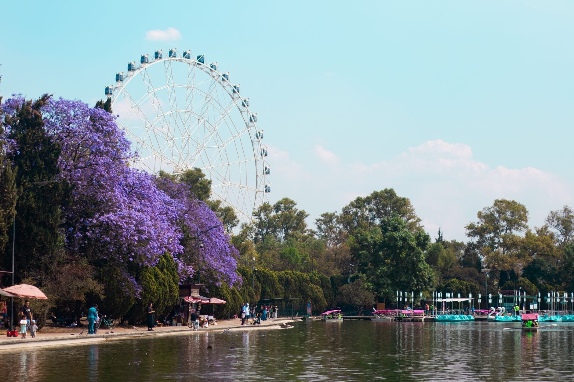 Vista panorâmica de uma grande roda-gigante, jacarandás em flor, pessoas caminhando e pedalinhos em um lago em um parque da Cidade do México.
