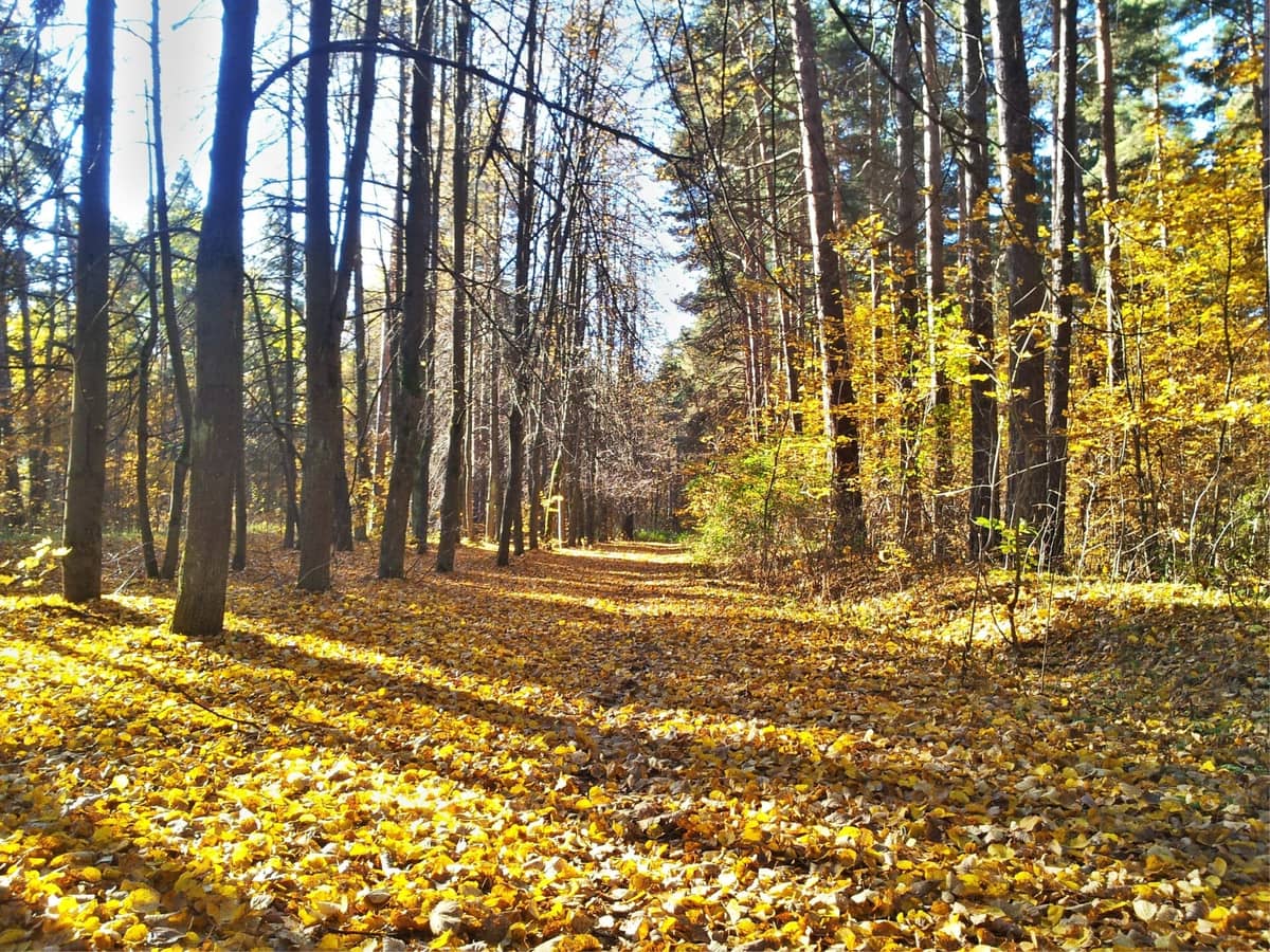 Waldpark Mežaparks in Riga mit hohen Kiefern, goldenen Herbstblättern auf dem Boden und Sonnenlicht, das durch das Laubwerk fällt.