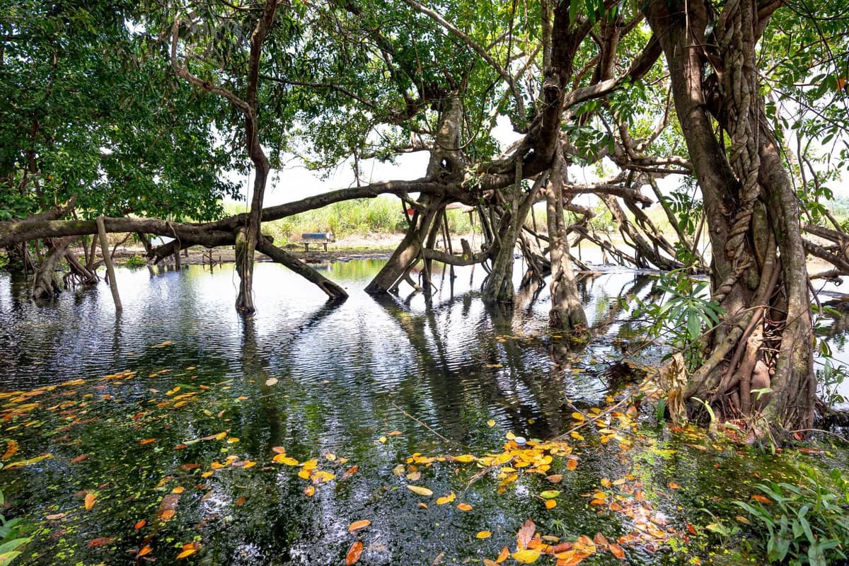 Mangrove trees with exposed roots growing in shallow water, sunlight filtering through the dense canopy, creating a wild, tropical scene.