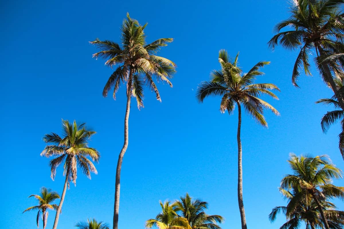 Group of tall palm trees set against a clear blue sky in Miami, evoking the city's tropical climate.
