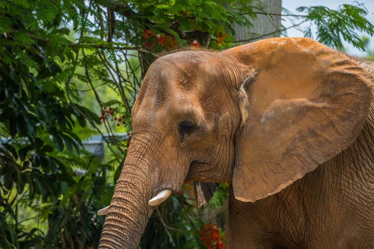 Close-up of an elephant standing outdoors with tropical greenery in the background on a sunny day.