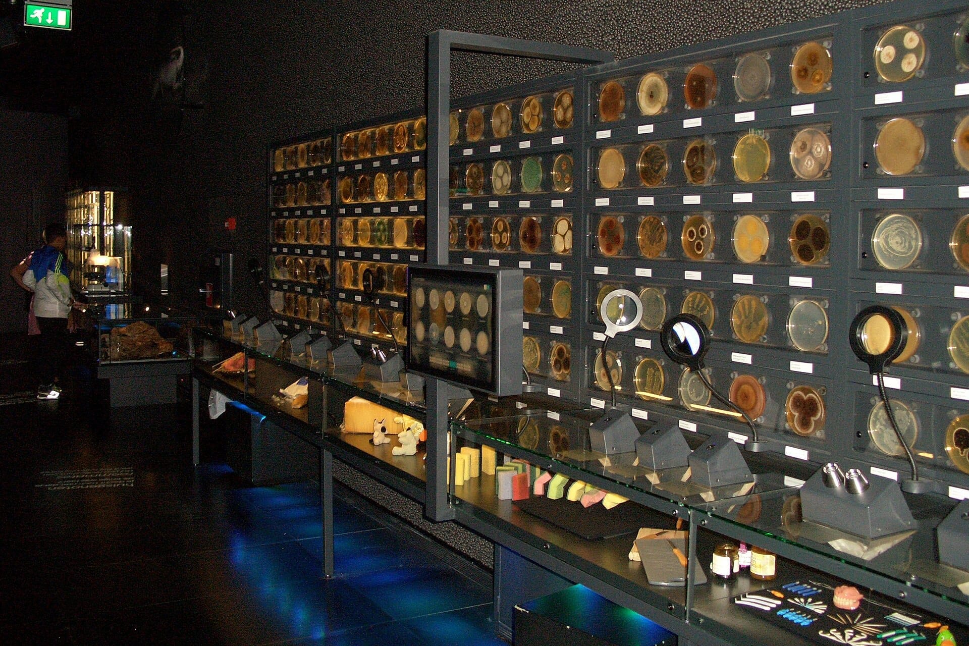 Filas de placas de Petri con cultivos de microorganismos alinean la oscura y moderna pared de exposición del museo Micropia en Ámsterdam.
