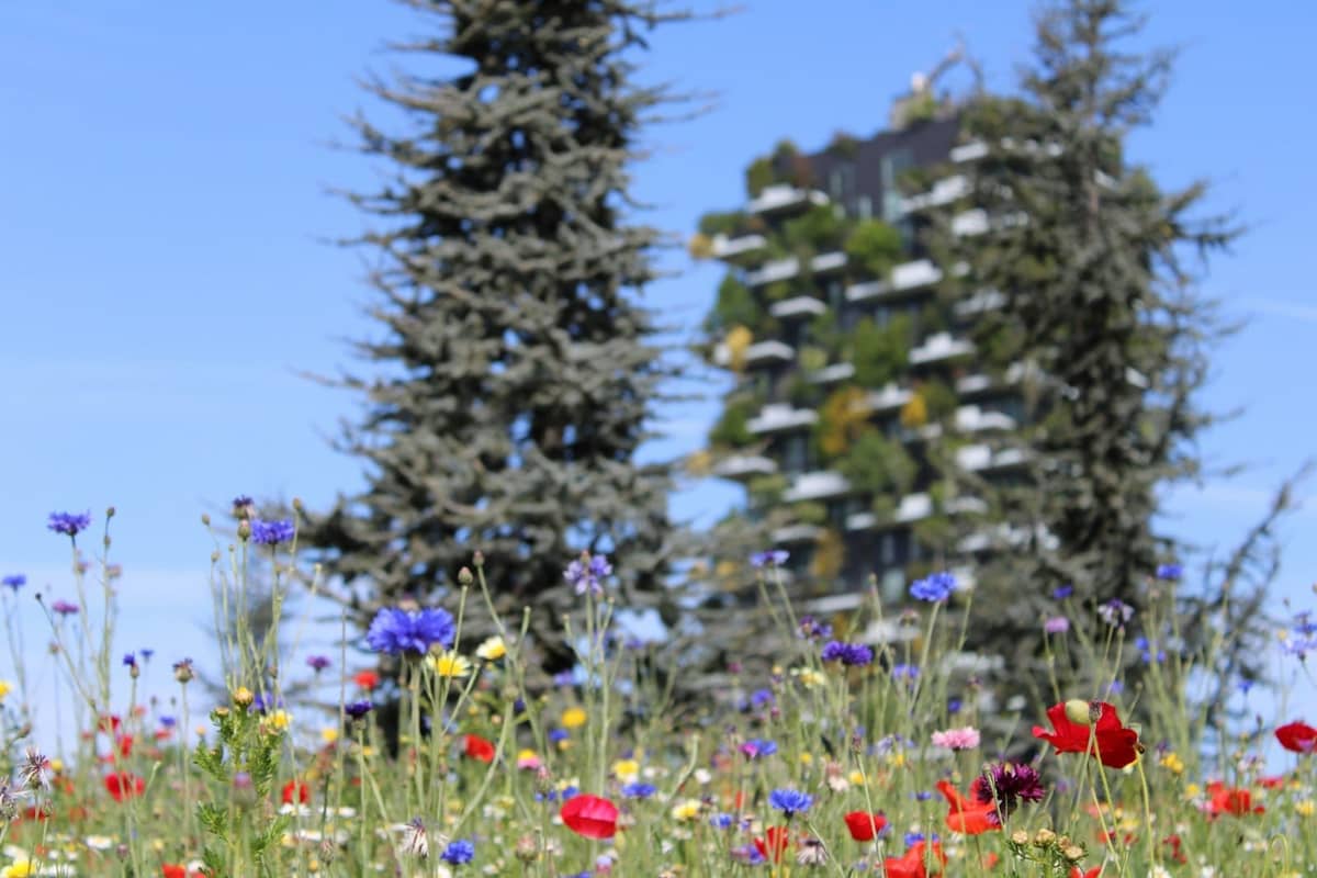 Wildblumen blühen im Vordergrund mit dem Bosco Verticale-Gebäude in Mailand und hohen Bäumen im Hintergrund an einem sonnigen Frühlingstag.