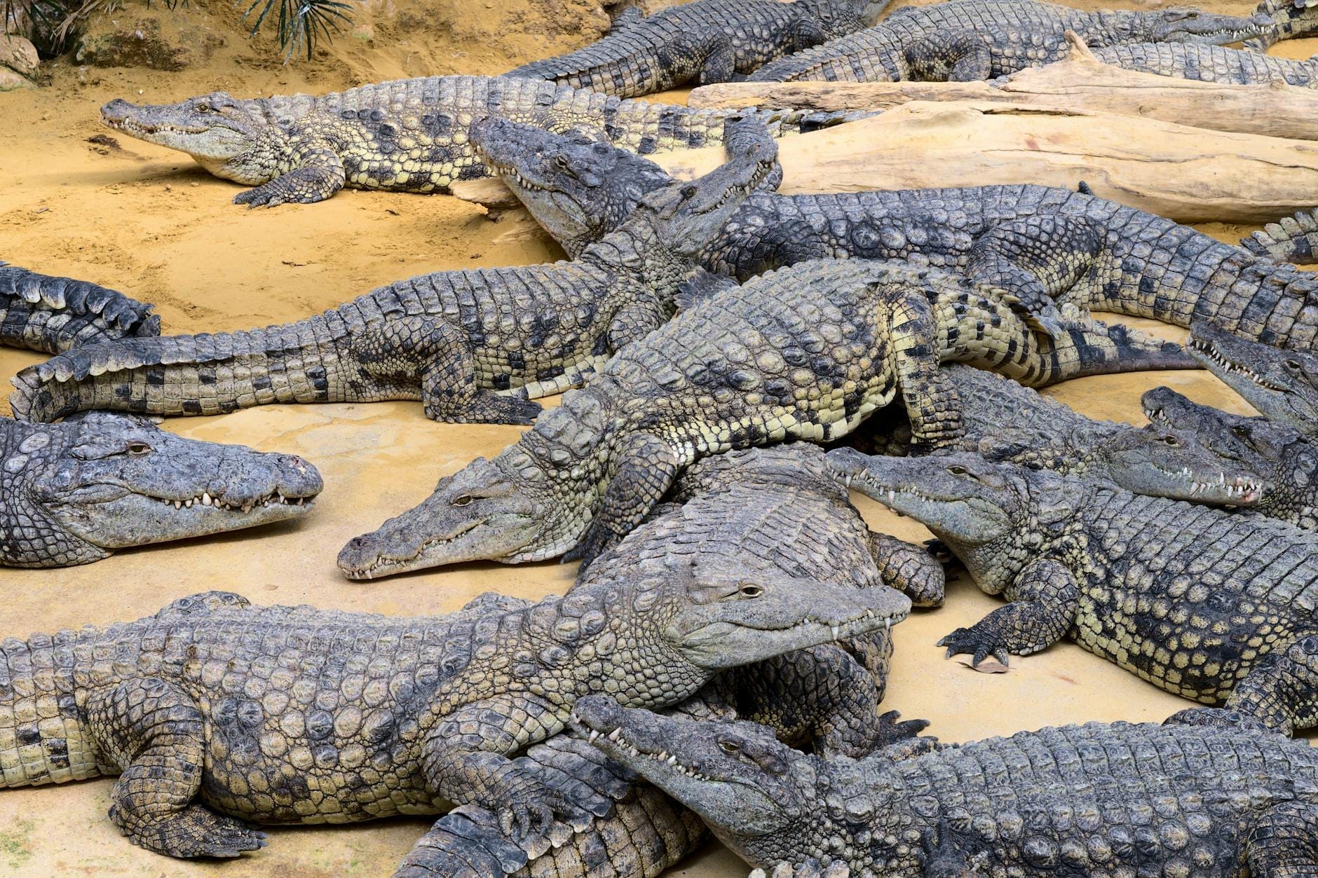 Numerosi coccodrilli ammassati su un terreno sabbioso, con rocce e scarsa vegetazione visibili intorno a loro.