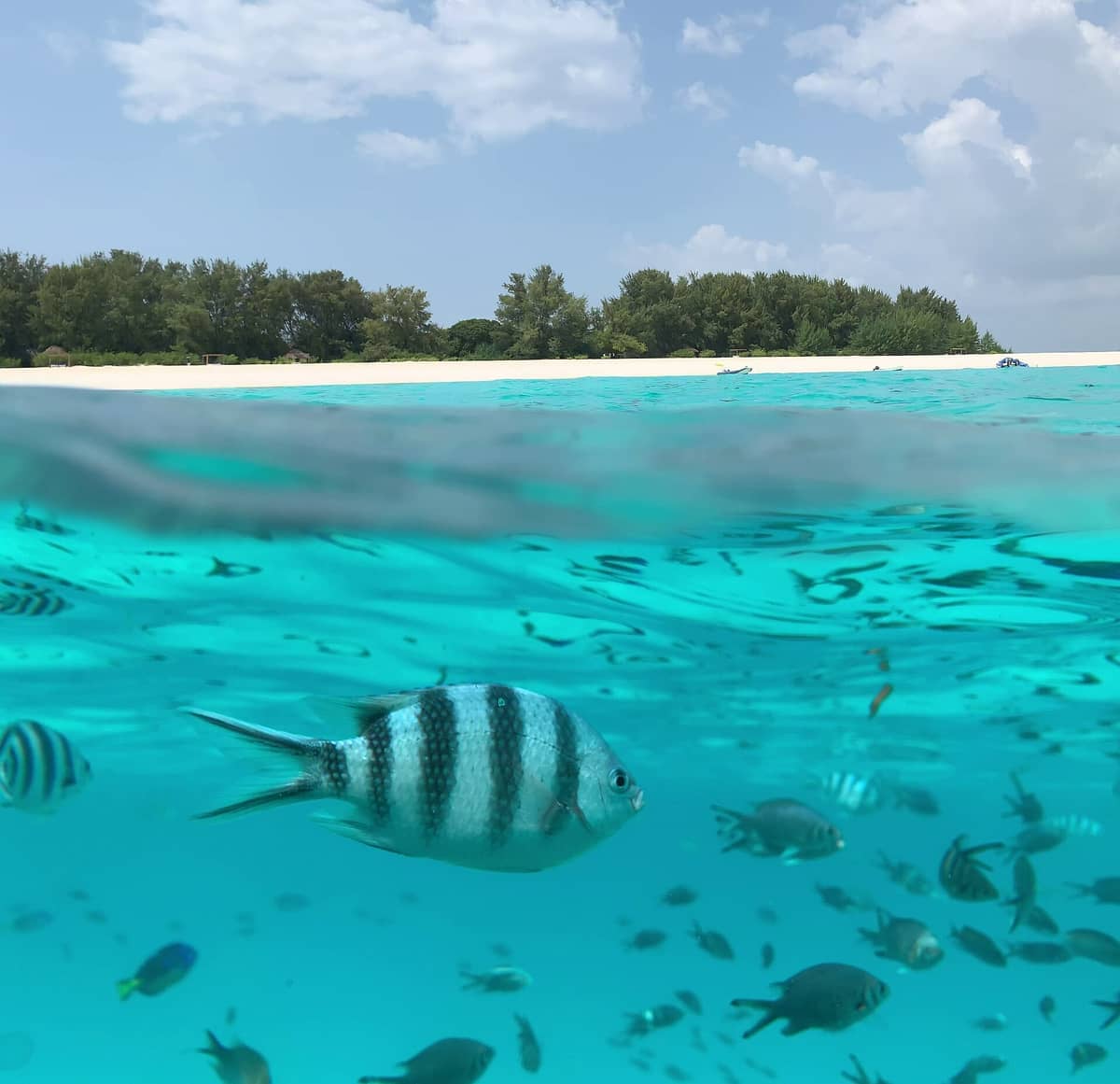 Czysta turkusowa woda z tropikalnymi rybami na pierwszym planie oraz biały piasek i zielone drzewa rezerwatu morskiego Mnemba Atoll w tle.