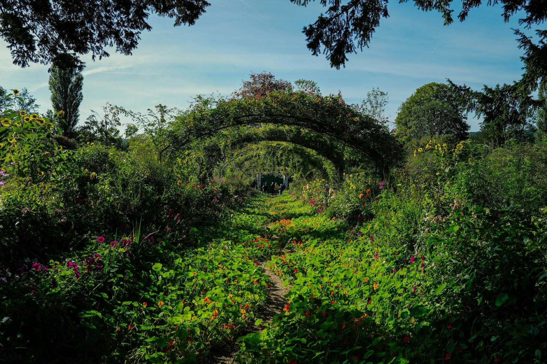 Pergolati verdi ad arco su un sentiero fiorito nei rigogliosi giardini di Monet a Giverny, con una vegetazione vibrante e un cielo terso.