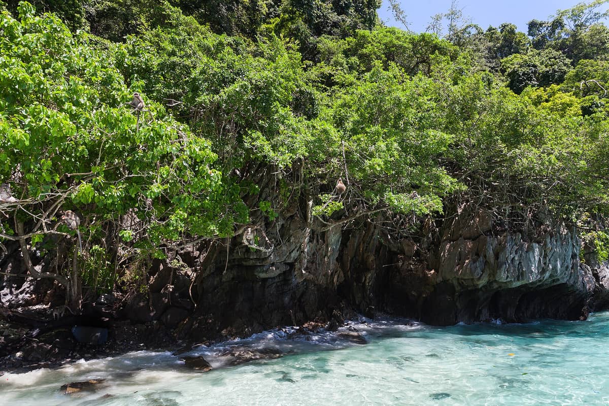 Weitwinkelansicht des Monkey Beach auf Koh Phi Phi mit klarem türkisfarbenem Wasser, felsigen Klippen, üppig grünen Bäumen und sichtbaren Makaken in den Ästen nahe der Küste.