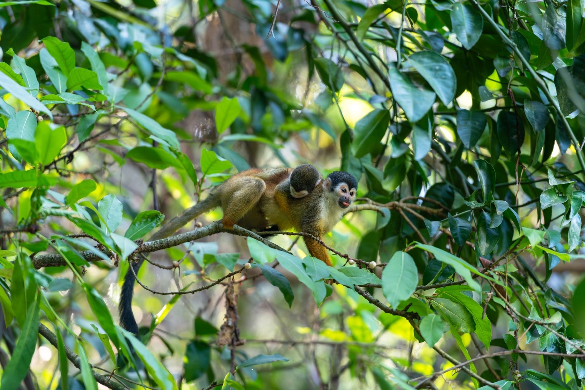 Una scimmia scoiattolo si muove liberamente su un ramo in una rigogliosa foresta subtropicale, immersa nella vegetazione fitta e nella luce naturale.