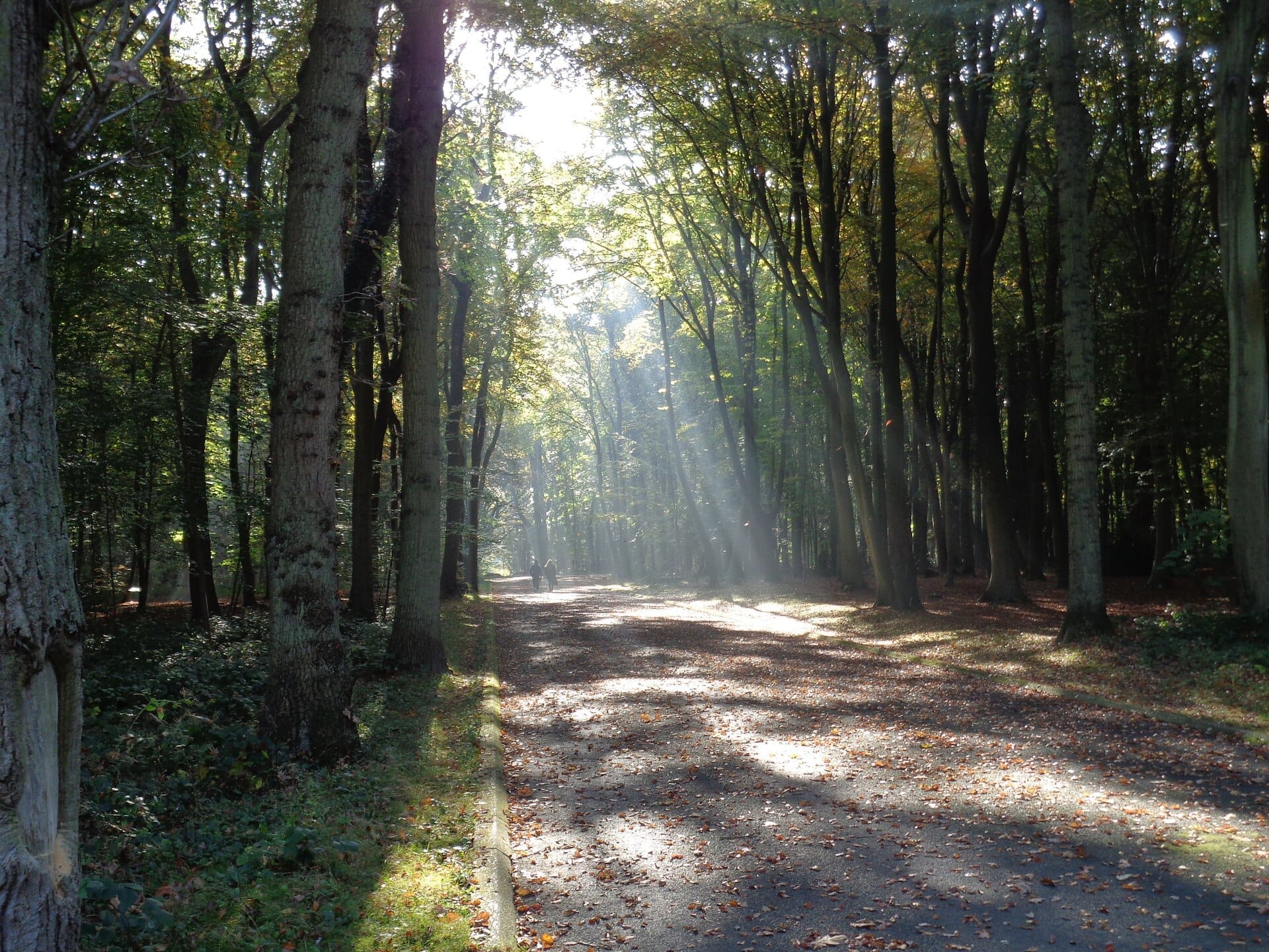 Ampio sentiero pavimentato fiancheggiato da alberi alti e luce solare screziata nel Parc Forestier de Montgeon, il più grande parco forestale urbano di Le Havre.