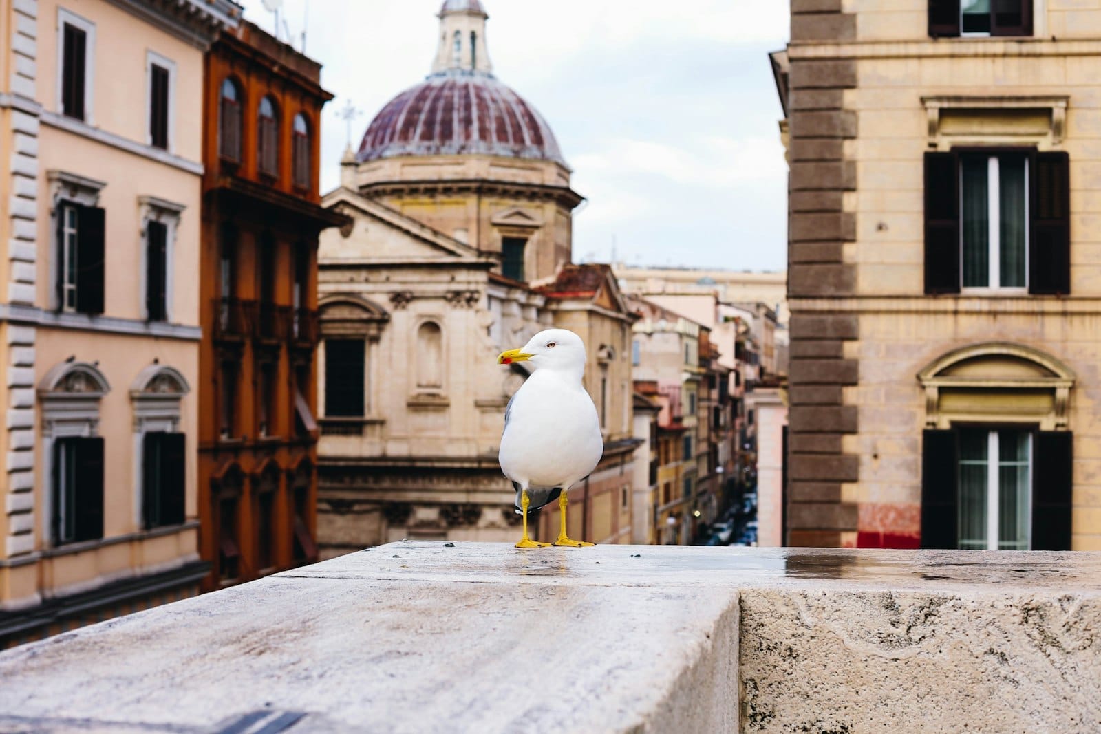 View of classical Roman buildings and a domed church in Monti, Rome, with a seagull perched on a stone wall in the foreground.