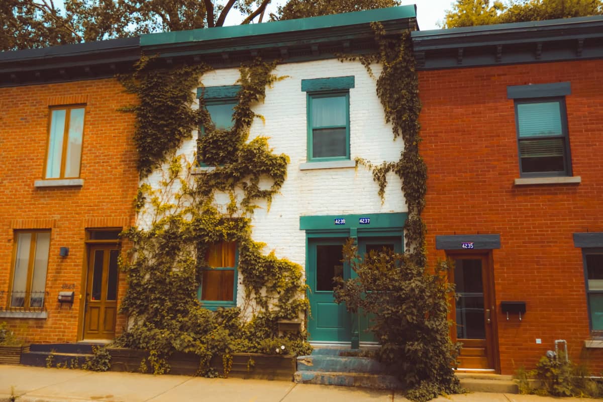 Dãy nhà phố nhiều màu sắc ở Montreal với cửa ra vào và khung cửa sổ màu xanh lá, một căn phủ đầy cây thường xuân, dọc theo con phố dân cư yên tĩnh.
